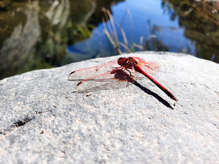 dragonfly on a stone. beautiful red dragonfly on the stone