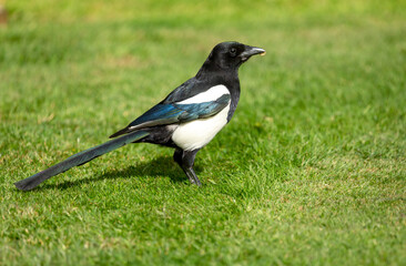 Magpie, Scientific name, Pica Pica.  Adult magpie with glossy plumage feeding on worms on a green grass lawn.  Facing right.  Close up.  Horizontal.  Space for copy.