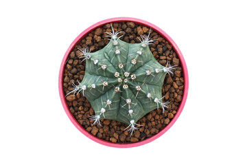 top view of cactus, Gymnocalycium Mihanovichii isolated on white background