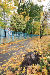 old tree stump in autumn