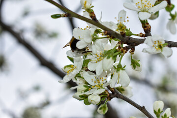 apple blossoms in early spring