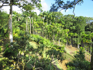 View of botanical garden with variety of palm trees, Royal Palms and tropical trees under Caribbean blue sky. Palm grove landscape, vegetation and nature in the French West Indies.