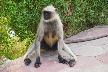 Obraz premium A wild monkey is sitting in a park in Jodhpur