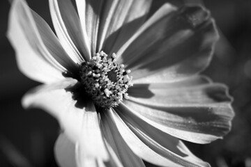 black and white close-up of a flower