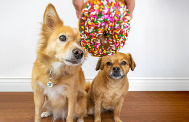 Cute hungry dog looking at donuts