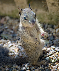 Cute California squirrel standing on gravel; focus on head.