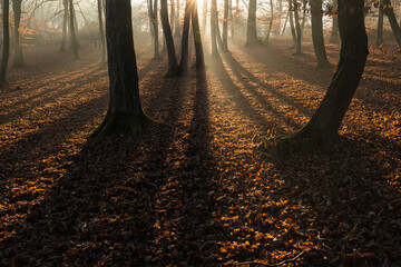 Magical atmosphere at sunrise in Hoia Baciu forest