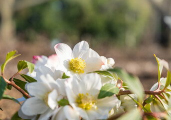 Obraz premium 露地のクリスマスローズの花