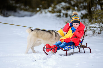 Cute little girl sitting on a sled, with her Siberian Husky, a pet with a child.