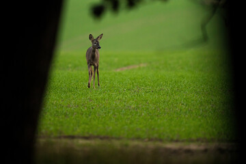 Youn roe deer at the edge of the forest