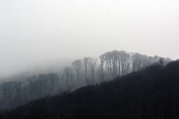 Frozen winter forest in the fog. Carpathian, Ukraine.