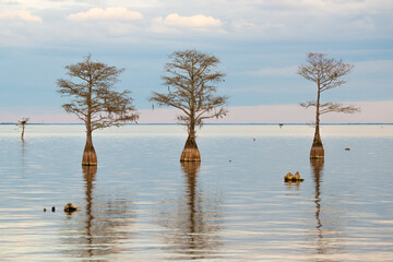 Lake Marion Cypress Trees