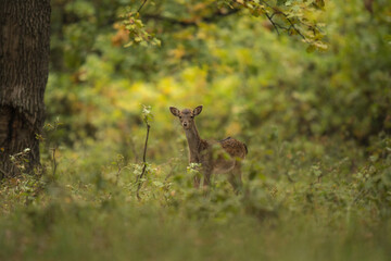 Young male fallow deer in the forest