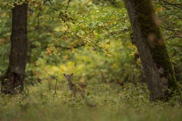 Young male fallow deer in the forest