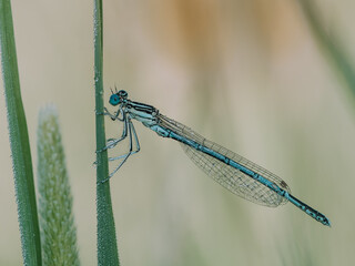 Detailreiche seitliche Aufnahme einer blauen Libelle die an einen grünen Grashalm über der Wasseroberfläche sitzt.