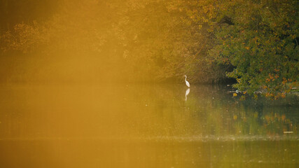 Great egret on the shore at the edge of the forest