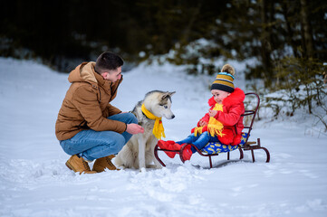 Fototapeta na wymiar Husky in the woods with the owner and his daughter, a sleigh ride through the woods, fun husky games.