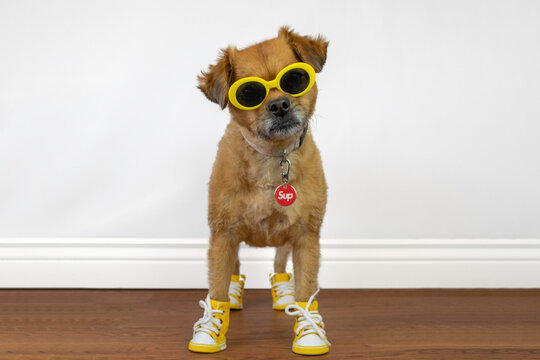 Dog Shoes Images Browse 198 Stock Photos Vectors and Video Adobe Stock