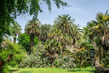 Obraz premium palm trees in the garden