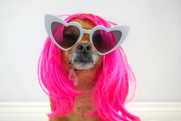 Cute dog wearing pink wig and sunglasses