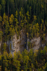 Autumnal larch on top of rock formations