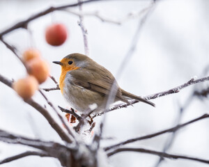 European robin sitting on an apple tree