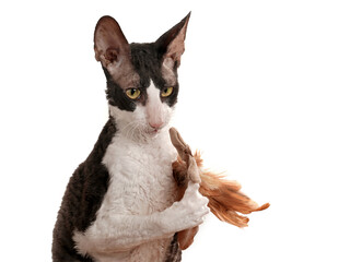 lustige katze hält ein federbüschel zwischen ihren pfoten, rasse rex katze, studiofoto mit...