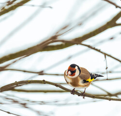 Goldfinch sitting on the twig of a tree