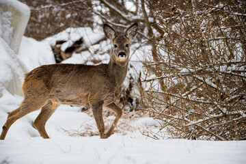 Rehbock im Schnee