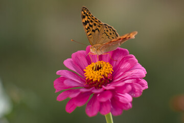 butterfly on pink flower