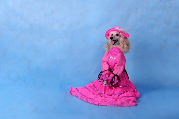 Circus dog poodle in a pink dress and hat on a blue background in the studio