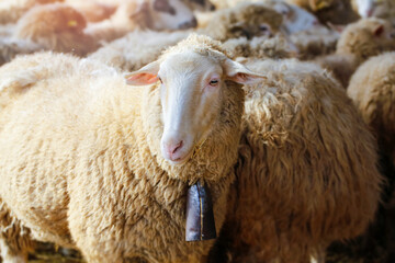 Agricultural sheep farm in Slovakia. Sheep closed under the pergola in winter.