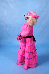 Circus dog poodle in a pink dress and hat on a blue background in the studio