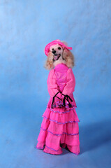 Circus dog poodle in a pink dress and hat on a blue background in the studio