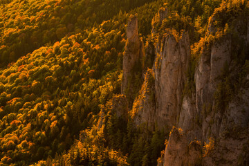Larch trees on rock formation