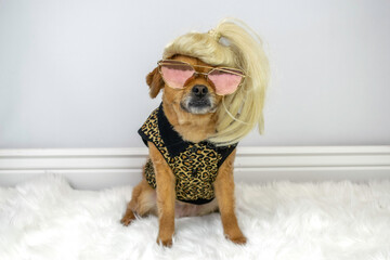 Cute dog wearing blonde wig and sunglasses