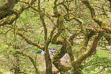 Fototapeta na wymiar Ancient Oak trees in Wistmans Wood, Dartmoor