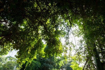 Obraz premium sun shining through trees