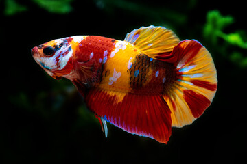 siamese fighting fish nemo
