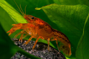 crayfish in aquarium