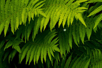 Fototapeta na wymiar Details of green fern