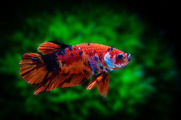 siamese fighting fish
