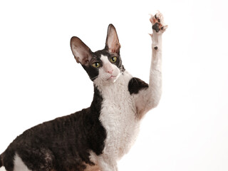 grazile katze  mit kamerablick hält eine pfote mit ihren krallen in die luft, rasse rex katze, studiofoto mit weißem hintergrund