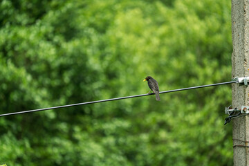 Common blackbird waiting on a electric cable