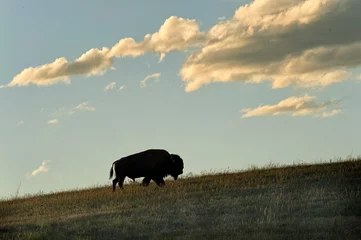 Rolgordijnen Lone bison climbing hill at daybreak   Custer State Park   South Dakota  © Tom