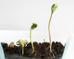Sprouting of bobs in a transparent pot