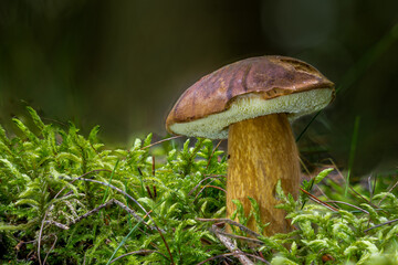 mushroom in the grass, Boletus edulis