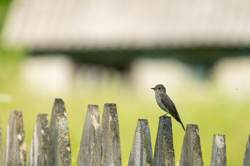 The spotted flycatcher waiting