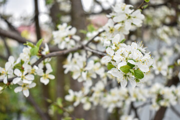 apple blossoms in early spring