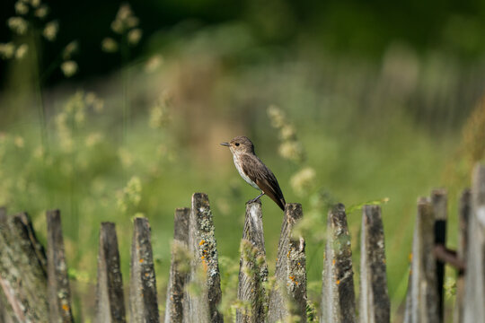 The spotted flycatcher waiting